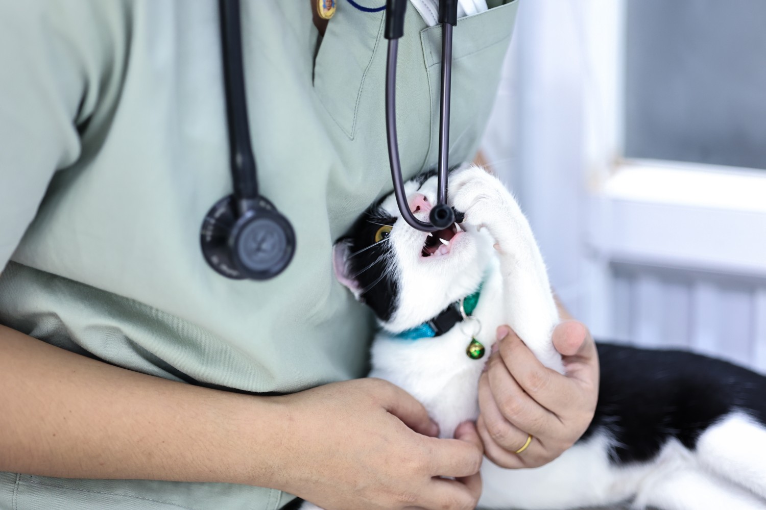 Cat chewing on Stethoscope